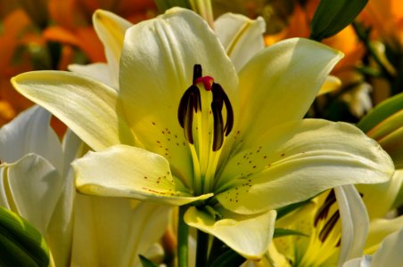 Flower Lily Yellow Plant photo