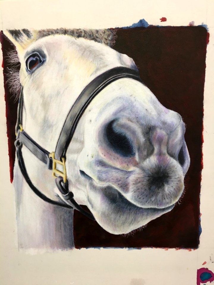 Bridle Horse Horse Like Mammal Horse Tack