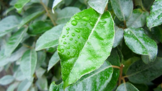 Leaf Plant Plant Pathology Plant Stem