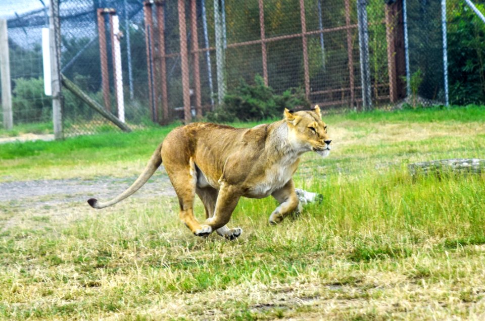 Wildlife Lion Terrestrial Animal Fauna photo