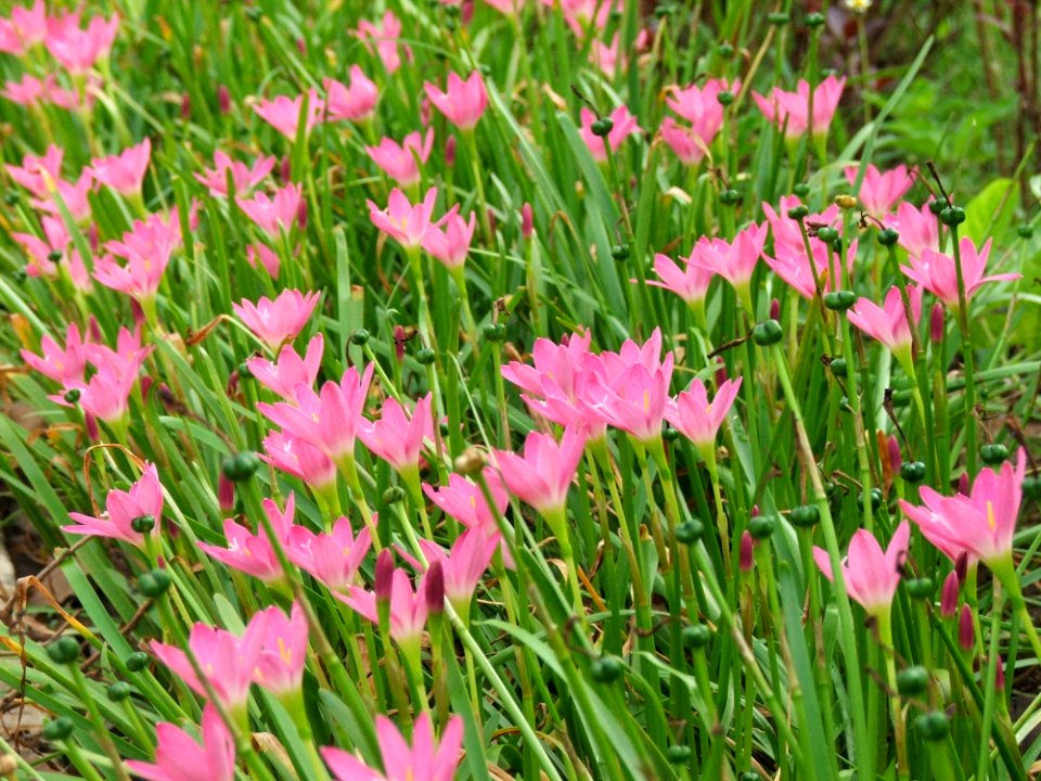 Flower Plant Flowering Plant Flora