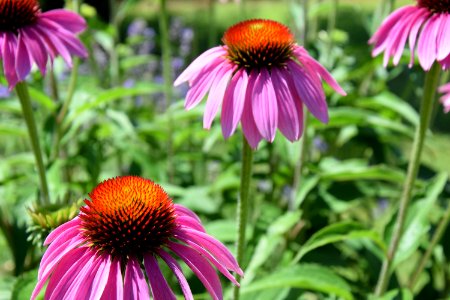 Flower Coneflower Plant Purple