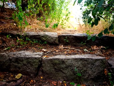 Vegetation Plant Leaf Soil photo