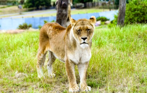 Wildlife Lion Fauna Terrestrial Animal photo