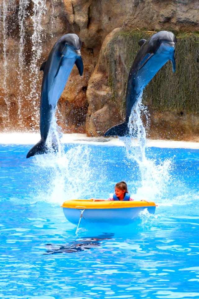 Dolphin Water Marine Mammal Mammal