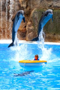 Dolphin Water Marine Mammal Mammal