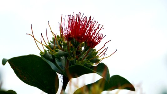 Plant Flower Flora Flowering Plant