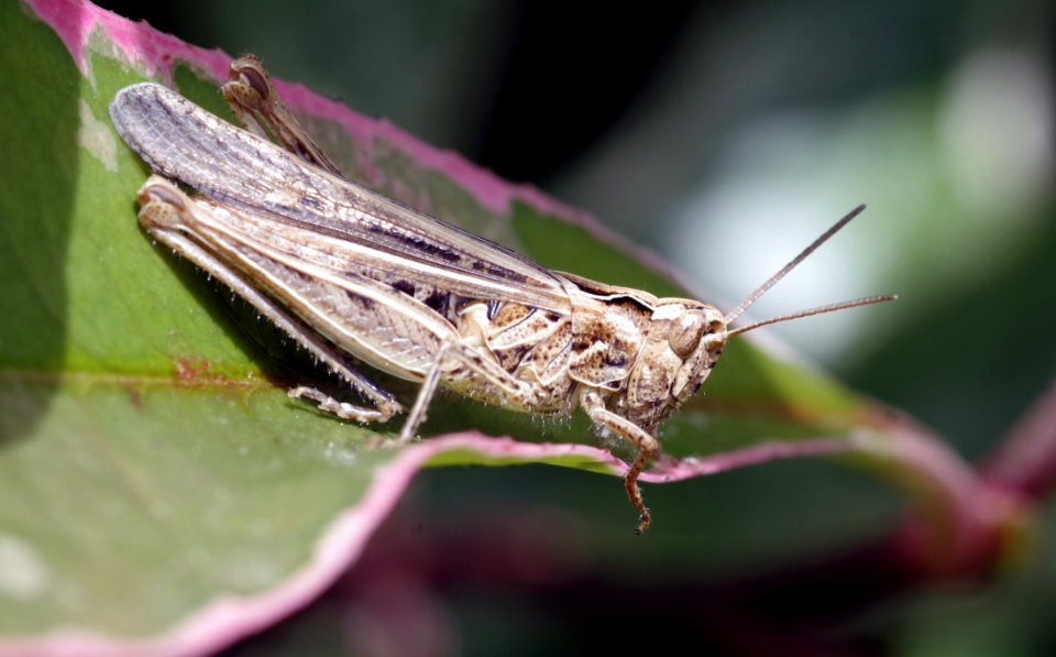 Insect Invertebrate Macro Photography Fauna