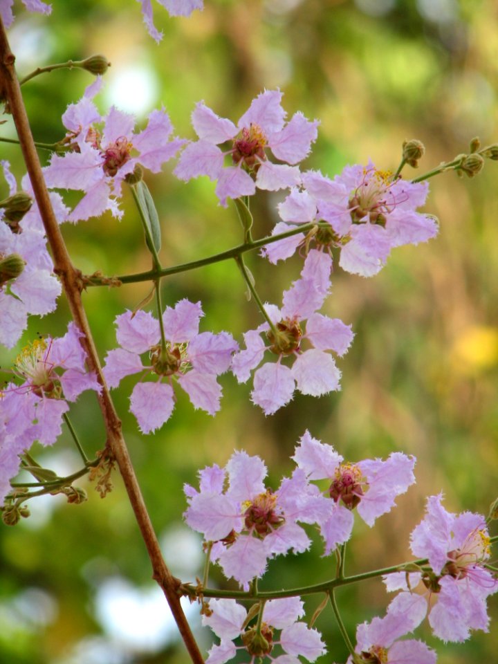 Flower Plant Spring Flora