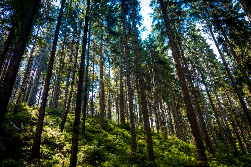 Ecosystem Forest Nature Tree
