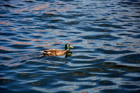 Water Bird Duck Fauna photo