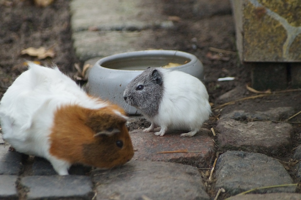 Sea ​​pig house rodent animal