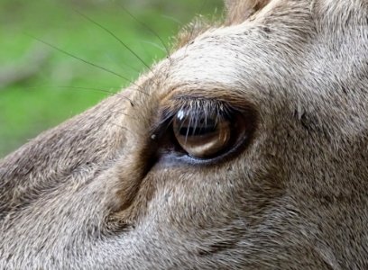 Fauna Wildlife Eye Snout