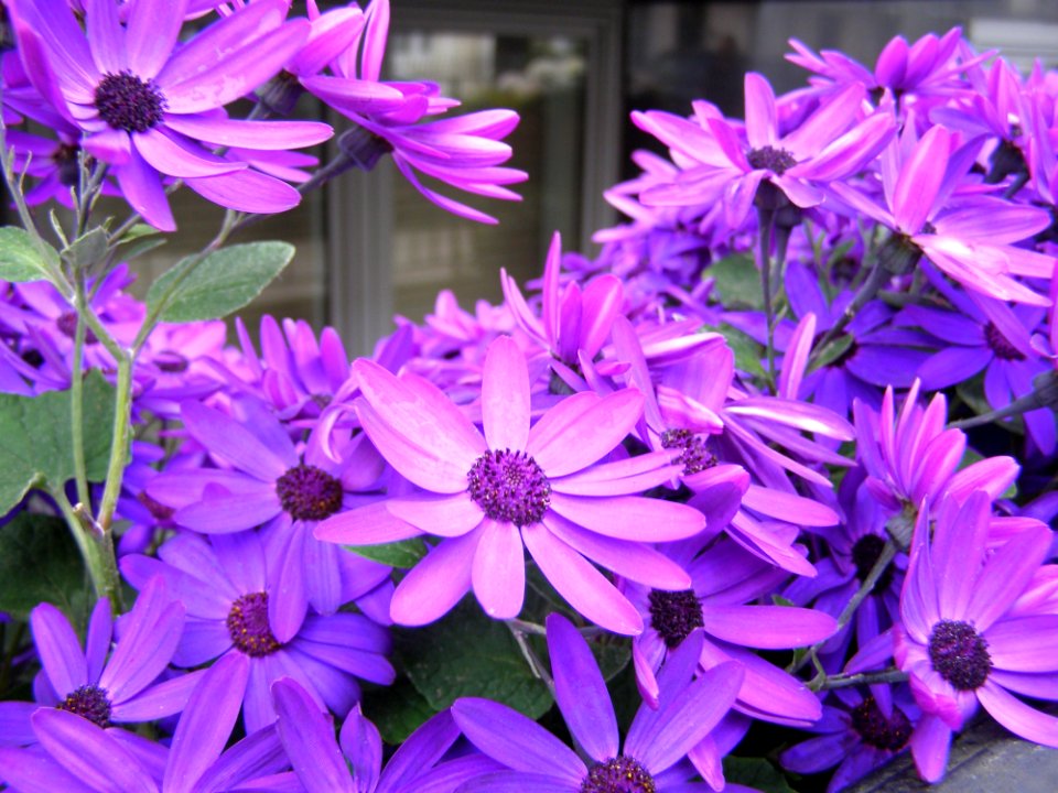 Flower Blue Purple Plant