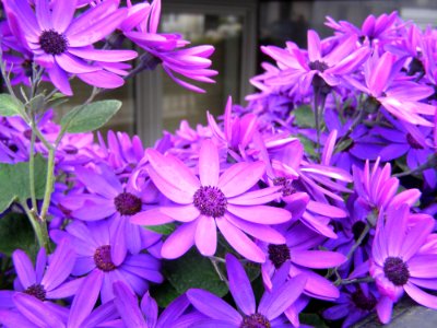 Flower Blue Purple Plant photo