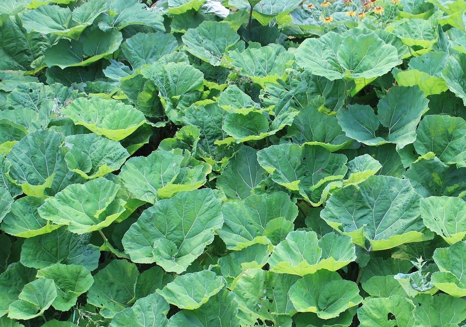 Gorj green hybridus