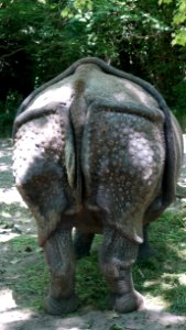 Terrestrial Animal Rhinoceros Indian Elephant Fauna photo