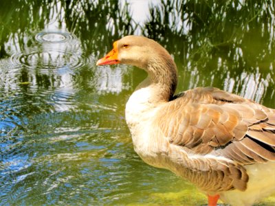 Bird Water Bird Goose Ducks Geese And Swans photo