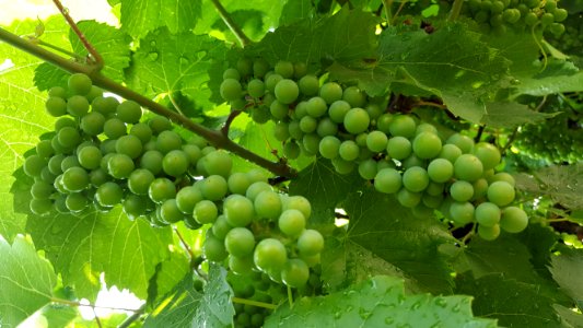 Grape Grapevine Family Seedless Fruit Fruit