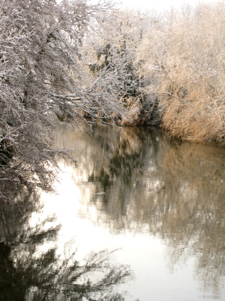 Reflection Water Waterway Tree photo