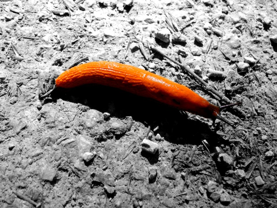 Soil Geological Phenomenon Invertebrate Slug