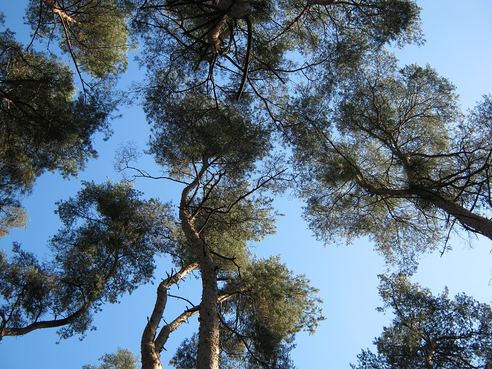 Crowns perspective view