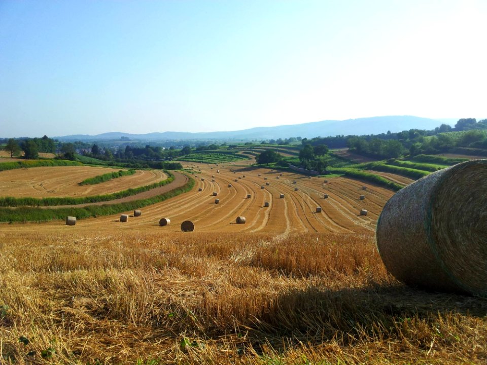 Field Hay Grassland Agriculture
