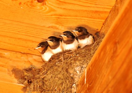Bird Fauna Beak Wildlife