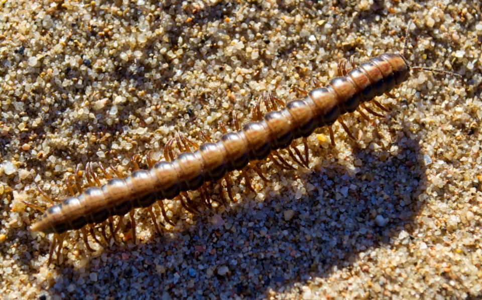 Invertebrate Ringed Worm Organism Soil