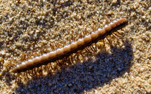 Invertebrate Ringed Worm Organism Soil