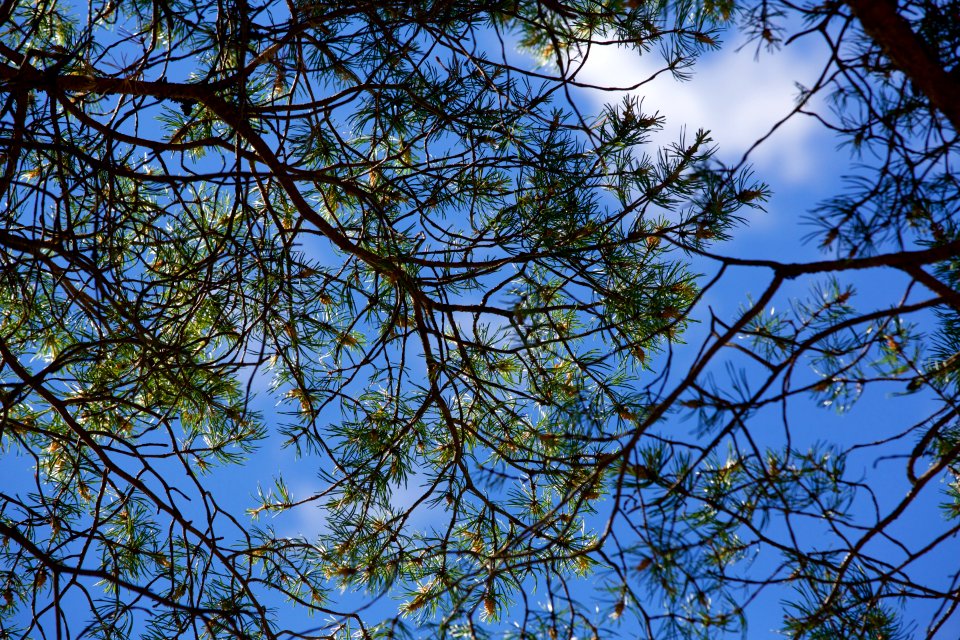 Branch Sky Tree Leaf
