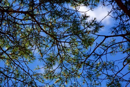 Branch Sky Tree Leaf photo