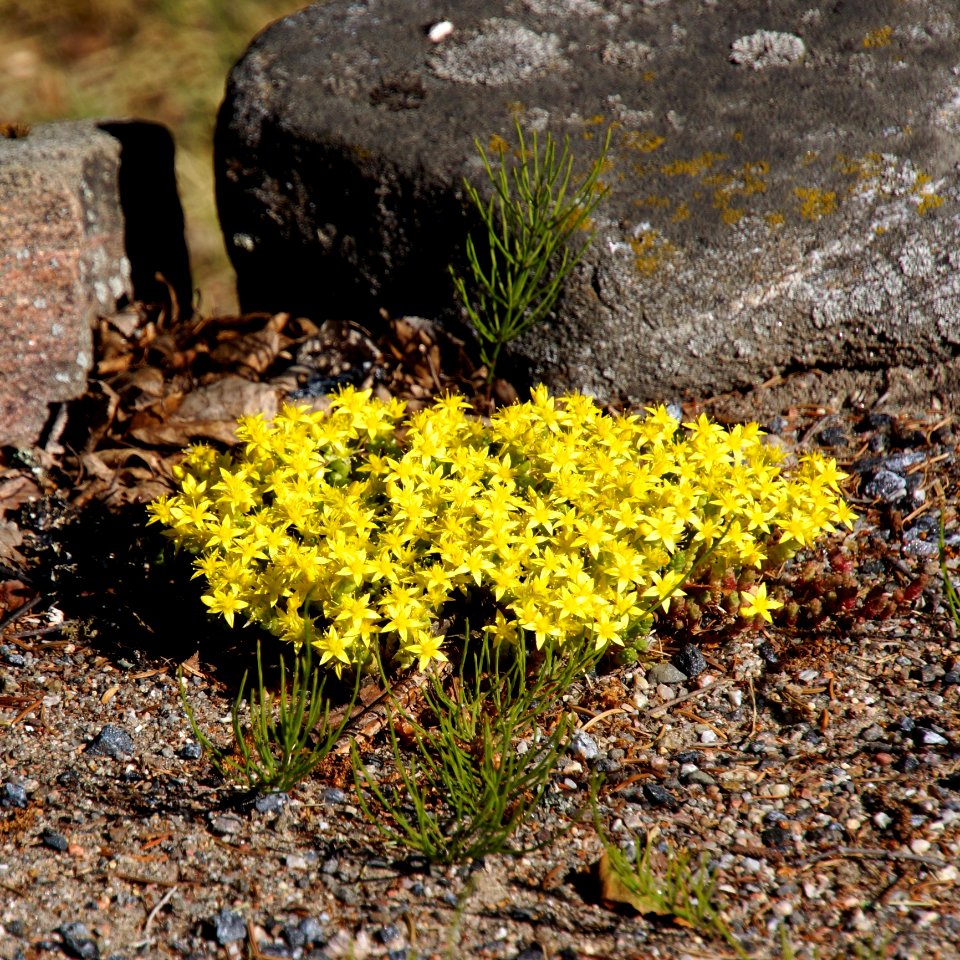 Plant Flora Yellow Flower