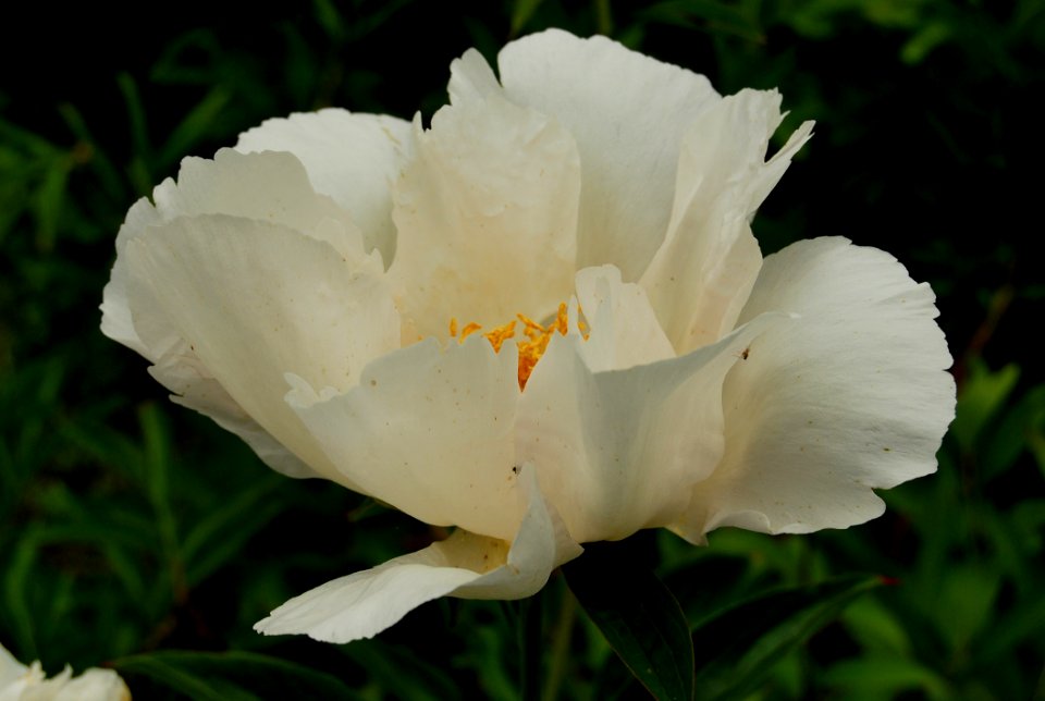 Flower White Plant Wildflower