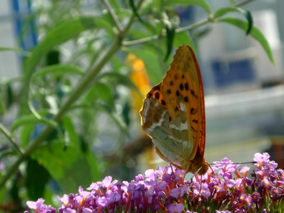Butterfly Moths And Butterflies Insect Brush Footed Butterfly