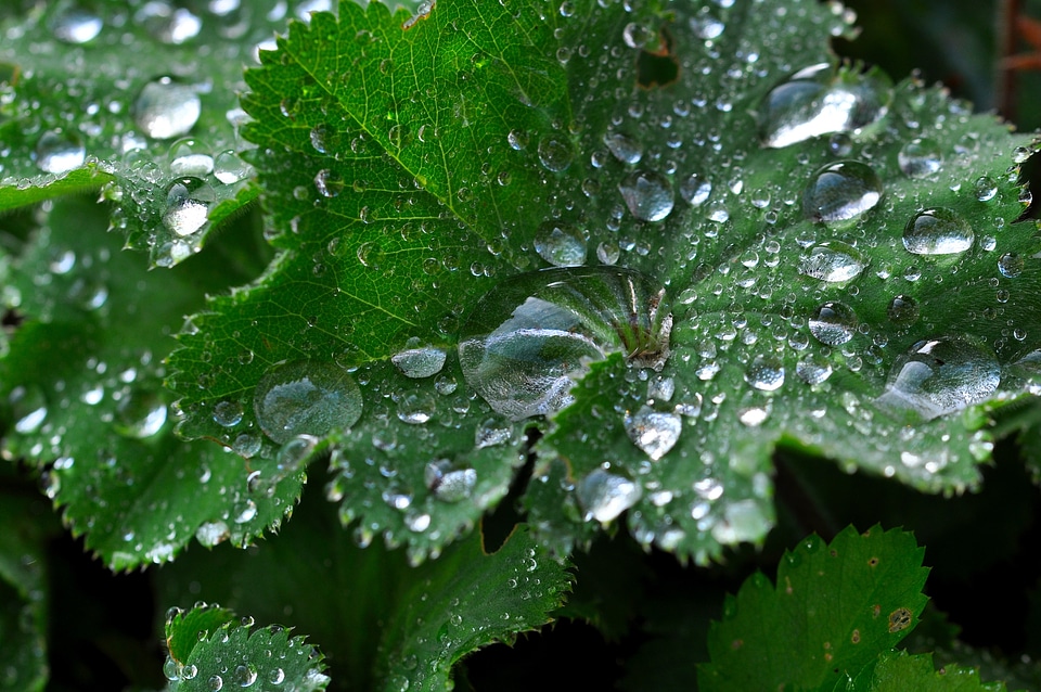 Mountain flower silbermaenteli raindrop
