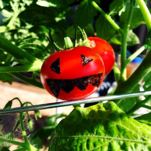 Tomato Insect Leaf Potato And Tomato Genus