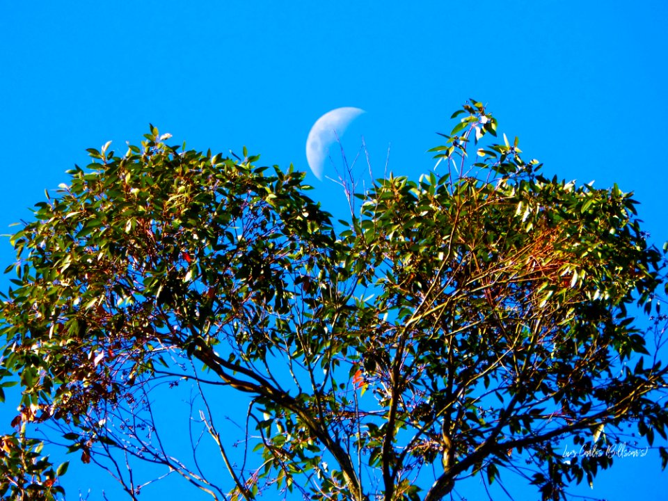 Sky Tree Branch Leaf