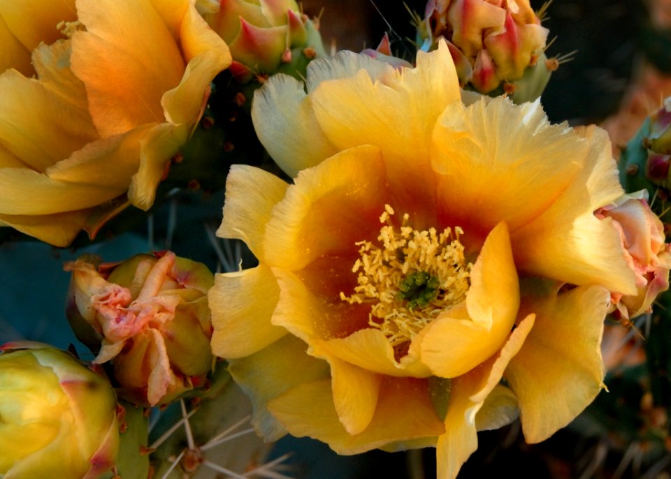 Flowering Plant Yellow Plant Prickly Pear