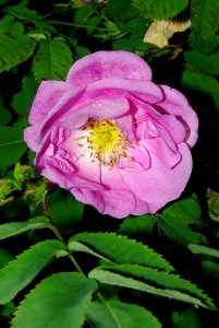 Flower Rose Family Plant Rose