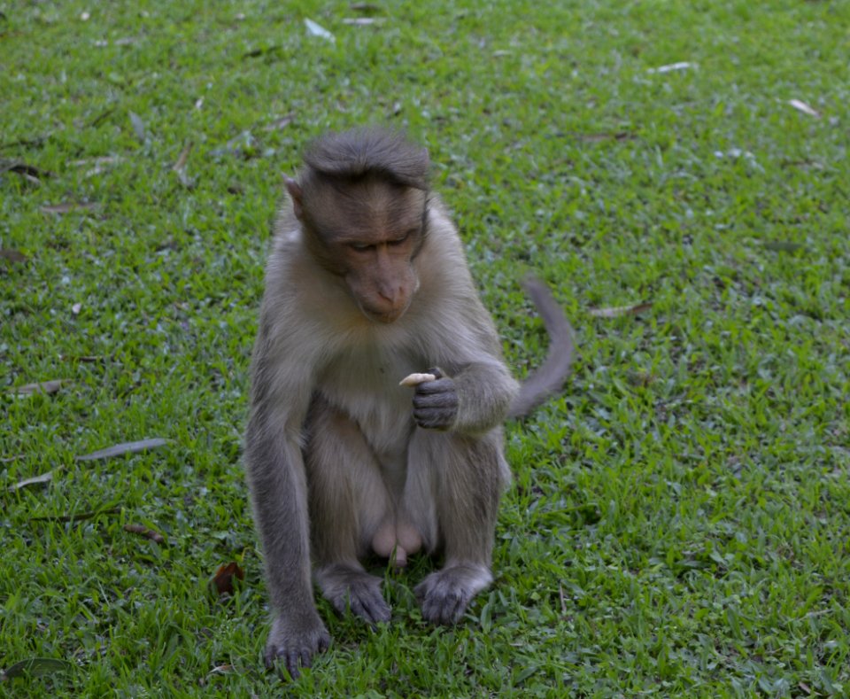 Macaque Fauna Primate Wildlife