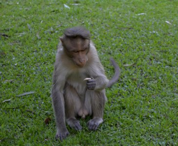Macaque Fauna Primate Wildlife