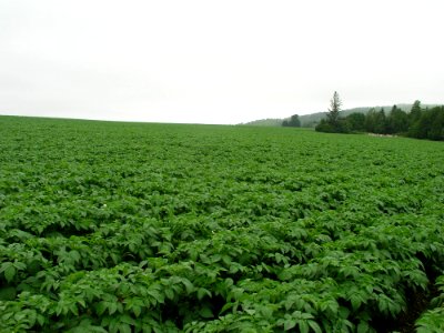Vegetation Field Agriculture Crop