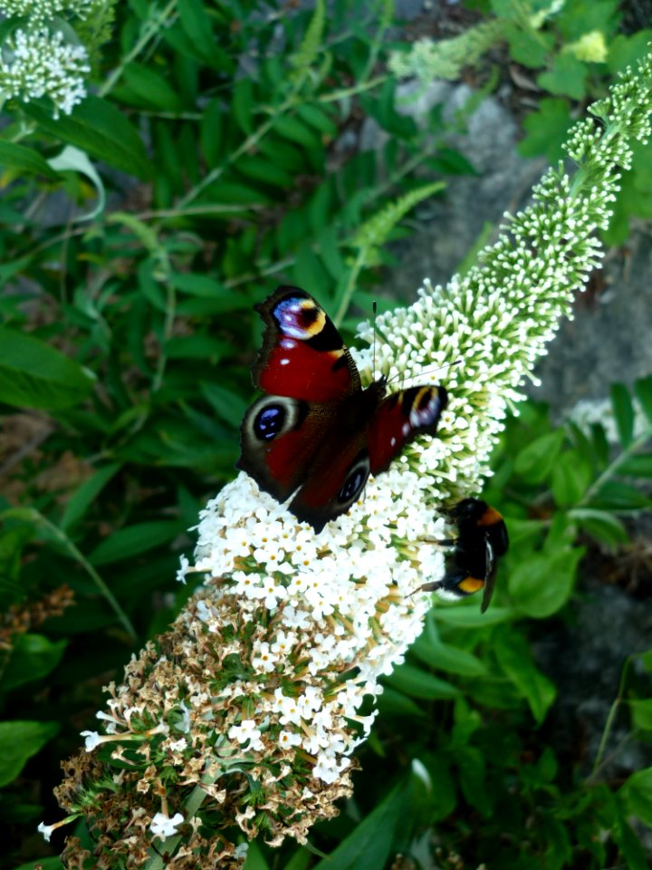 Butterfly Moths And Butterflies Insect Brush Footed Butterfly