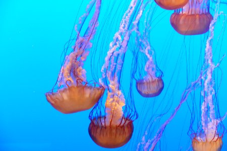 Jellyfish Cnidaria Marine Invertebrates Marine Biology photo