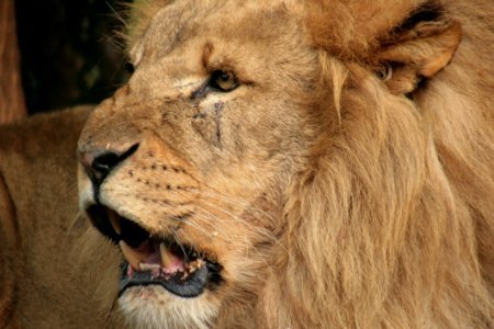 Wildlife Lion Mammal Masai Lion photo