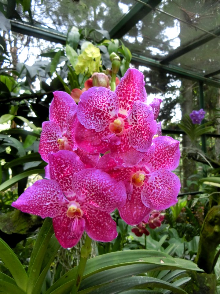 Flower Plant Flowering Plant Flora