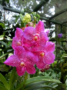 Flower Plant Flowering Plant Flora