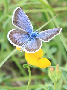 Icarus lycaenidae polyommatus