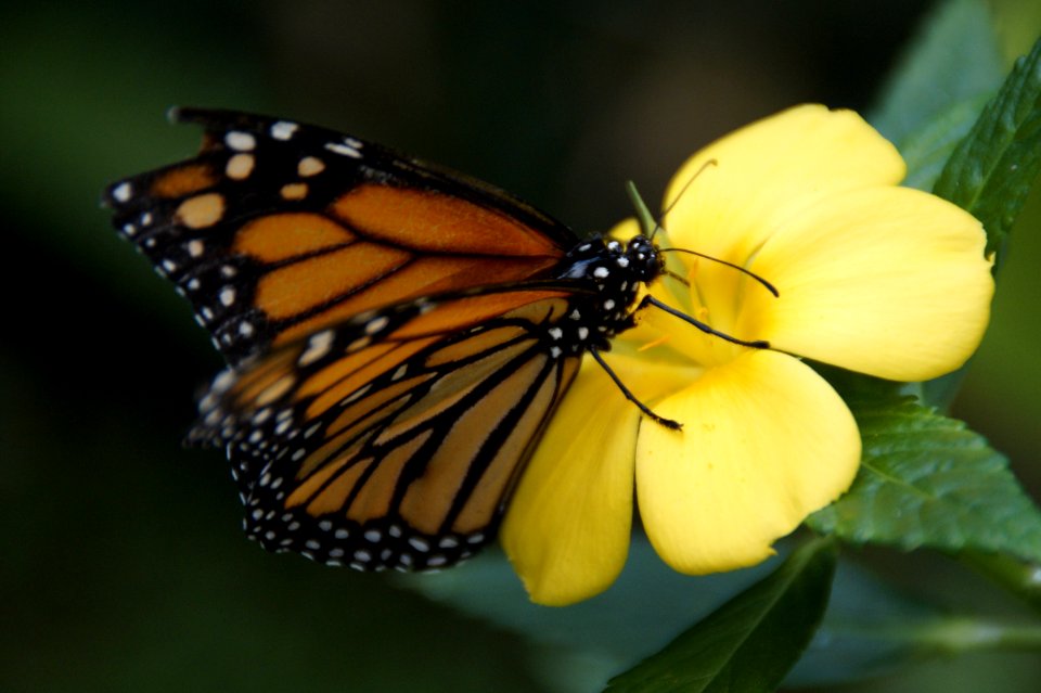 Butterfly Insect Moths And Butterflies Monarch Butterfly